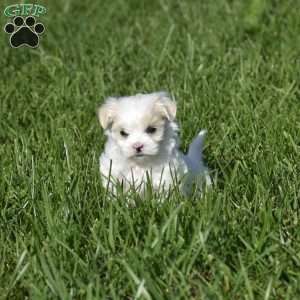 Nikki, Maltese Puppy